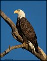 _1SB8506 american bald eagle